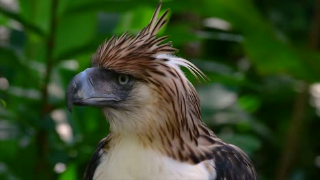 El-águila-Filipina,-También-Conocida-Como-águila-Comedora-De-Monos,-Está-En-Peligro-Crítico-Y-Puede-Vivir-Sesenta-Años-Alimentándose-De-Monos,-Lémures-Voladores-Y-Pequeños-Mamíferos-Como-Ave-De-Rapiña-Oportunista.