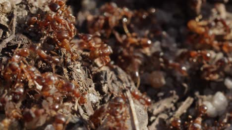 Kolonie-Von-Ameisen,-Die-Sich-Wild-Im-Chaos-Bewegen,-Nahaufnahme,-Noch-Makroaufnahme-Tagsüber