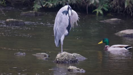 Sleeping-Grey-Heron-On-Top-Of-Rocks-In-River-With-Swimming-Male-Mallard