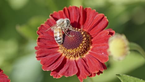 Nahaufnahme-Einer-Wildbiene,-Die-Eine-Blume-Bestäubt-Und-Nektar-Isst-1