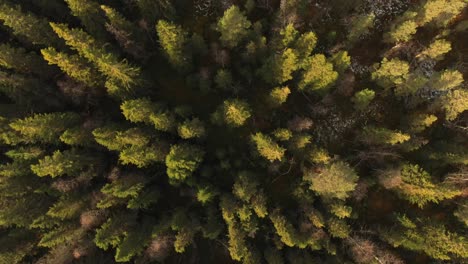 Aerial-View-Of-Pine-Forest-Spruce-Conifer-Treetops-In-Åre,-Sweden