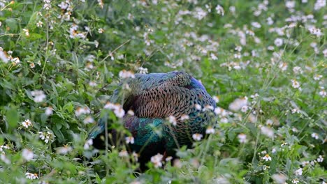 The-Green-Peafowl-is-one-of-the-most-beautiful-birds-in-Thailand-and-watching-it-preening-in-the-middle-of-flowering-plants-is-a-fantastic-experience-to-reminisce