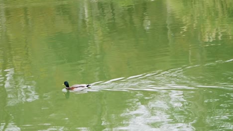 Un-Pato-Duclair-Nadando-En-Un-Estanque