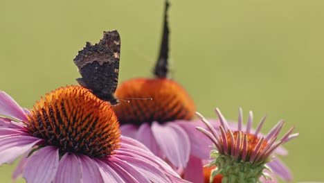 Zwei-Kleine-Schildpatt-Schmetterlinge,-Die-In-Orangensonnenhut-Bestäuben