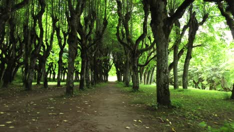 Shaded-summer-passage-thru-green-canopied-Linden-Alley-near-Katvari-Manor-Latvia
