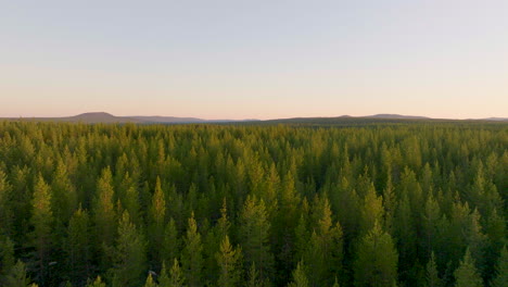 Flug-über-Fichtenwald-Um-Mitternacht-In-Lappland,-Schweden