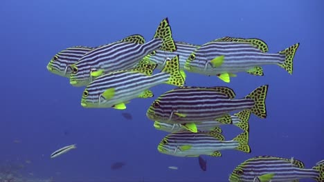Yellow-striped-sweetlips-standing-over-tropical-coral-reef-in-the-Maldives