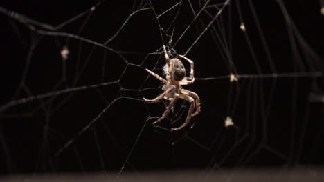 While-the-wind-is-moving-the-web,-a-spider-is-sitting-still-in-it-in-the-dark