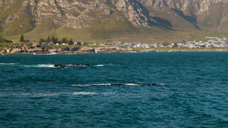 Southern-Right-whales-in-coastal-waters-of-seaside-town---mountain-backdrop