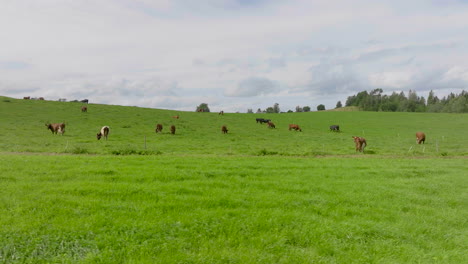 Rinderherde,-Die-Sich-Im-Sommer-Auf-Dem-Grasbewachsenen-Hügel-Auf-Dem-Bauernhof-Auf-Dem-Land-Ernährt