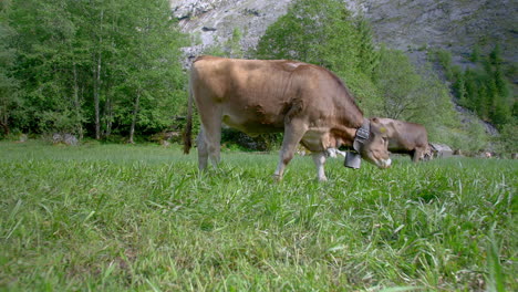 Panning-view-of-cows-grazing-in-green-mountain-meadow