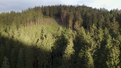 áreas-De-Deforestación-En-El-Bosque-Alemán