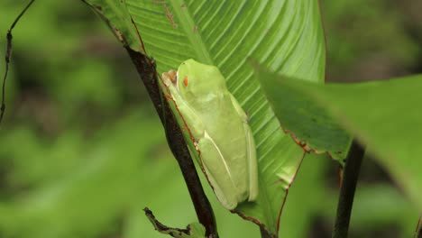 Red-eye-frog-napping-during-the-day-in-a-leaf,-heart-palpitations