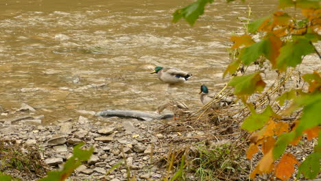 Male-Mallards-In-River-Mountain-During-Autumn