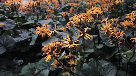 Ligularia-Leopard-yellow-flowers-with-big-green-leaves