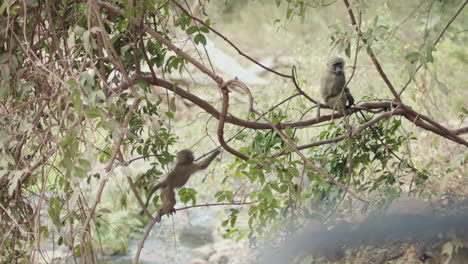 Ein-Affenbaby-Erkundet-Seine-Baumwelt,-Während-Seine-Geschwister-Zuschauen