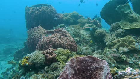Underwater-scuba-diving-paradise-of-stunning-shoals-of-colourful-tropical-fishes,-healthy-coral-reefs-and-giant-barrel-sponges-in-the-Coral-Triangle-of-Timor-Leste,-Southeast-Asia