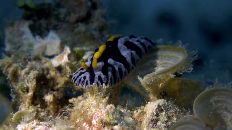 Beautiful-nudibranch--slowly-moving-on-the-oceanfloor