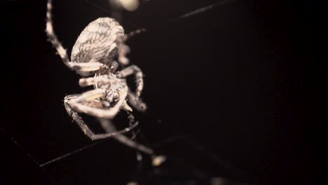 Eine-Weiße-Spinne,-Die-Von-Ihren-Tentakeln-Greift-Und-Ihre-Beute-Oder-Kleine-Insekten-Frisst,-Die-Im-Dunklen-Hintergrund-In-Ihrem-Netz-Stecken