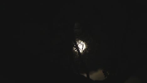 Time-Lapse-Tree-silhouette-with-full-moon-and-clouds-rolling-past-in-the-background