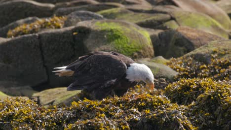 Bald-Eagle-eating-on-green-seaweed