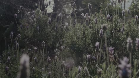Birds-and-bees-flying-about-a-lavender-bush-wide-slow-motion,-soft-morning-light-in-spring-with-some-flares