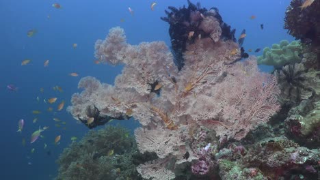 Großer-Rosa-Seefächer-Und-Bunte-Rifffische-Am-Tropischen-Korallenriff
