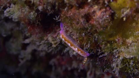 Beautiful-and-colorful-nudibranch-slowly-moving-on-reef-ledge
