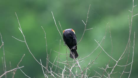 A-red-winged-blackbird-preening-its-feathers-while-perched-on-the-top-of-a-small-tree
