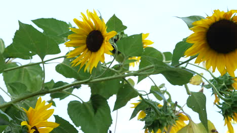 Gelber-Sonnenblumenkopf,-Der-Im-Laufe-Der-Zeit-Blüht