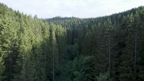 Drone-flight-through-beautiful-and-peaceful-German-forest-in-Harz-Mountains-at-daytime