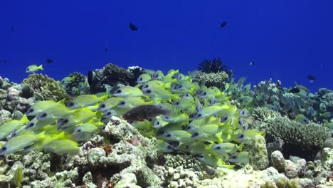 Gemeiner-Bluestripe-Snapper-Schwimmt-über-Tropischem-Korallenriff-Auf-Den-Malediven