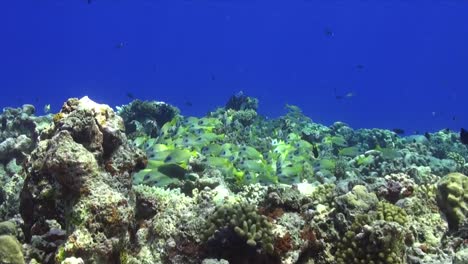 Common-blue-stripe-snapper-on-coral-reef-in-Maldives-wide-angle-view