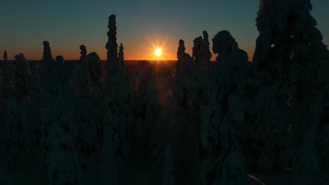 Aerial-view-through-silhouette-snow-covered-trees,-revealing-endless-arctic-wilderness-of-Lapland---rising,-drone-shot