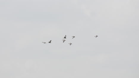 Footage-of-a-group-of-birds-flying-through-the-grey-sky