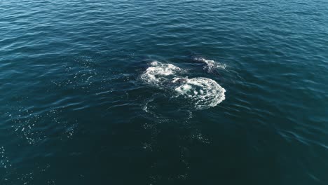 Aerial-view-around-Humpback-whales-flippering-on-the-sea-surface---Megaptera-novaeangliae
