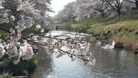 Vista-Panorámica-De-La-Hermosa-Flor-Natural-De-Sakura-Con-El-Fondo-De-Un-Pequeño-Canal-Con-árboles-De-Sakura-A-Ambos-Lados-Del-Canal-Con-Plena-Floración-En-El-Sol-De-Primavera-Durante-El-Día