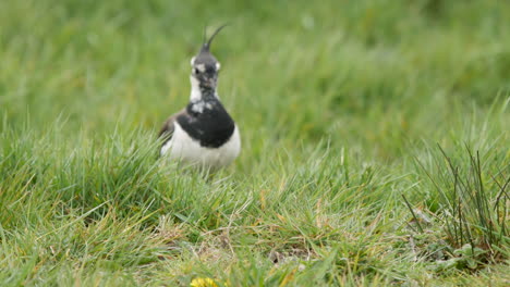 Northern-Lapwing-bird-in-a-grassy-field-approaches-it's-nest-and-settles-down-to-incubate-a-newly-laid-clutch-of-eggs