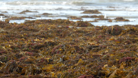 Eine-Große-Menge-Algen-Wurde-An-Einem-Australischen-Strand-Angespült