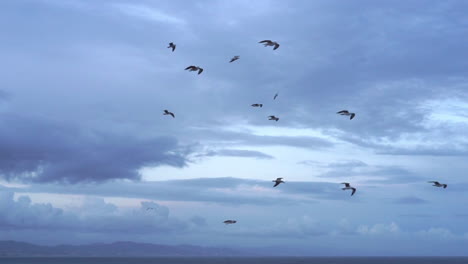 Flock-of-Seagulls-fly-overhead-in-the-mediterranean-sea