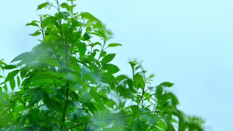 Arbusto-Verde-De-Hojas-Que-Soplan-Con-Fuertes-Vientos-Y-Lluvia-En-Un-Día-Tormentoso