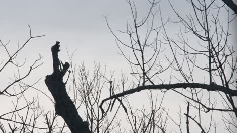 A-large-vulture-takes-off-from-a-dead-tree-branch