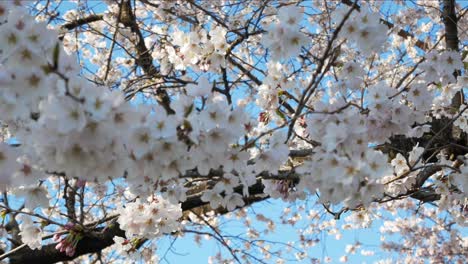 View-up-to-Cherry-blossom-trees-in-full-bloom-are-blown-by-wind-make-its-branches-move-in-lively-motion-like-dancing-in-Sendai,-Japan