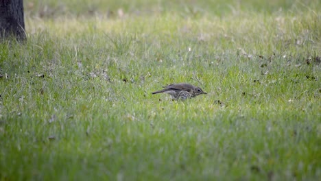 Brown-starling-bird-looking-for-food-while-jumping-in-the-green-grass,-LONG-SHOT