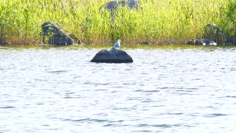 Panning-shot-of-Seagull-on-rock-in-the-water,-bright-summer-light,-chewing-or-making-sounds,-in-Ostrobothnia,-Finland