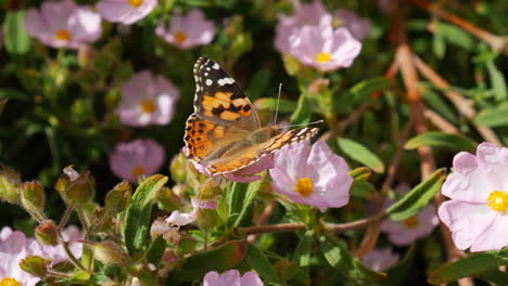 Una-Mariposa-Pintada-Que-Se-Alimenta-De-Néctar-Y-Poliniza-Flores-Silvestres-Rosas-Durante-Una-Floración-De-California