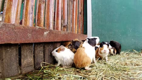 group-of-guinea-pig-inside-cage