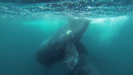 whales-mother-and-calf-playing-turning-around-underwater-shot-slowmotion
