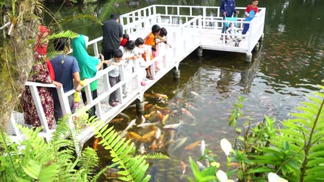 people-watch-and-feeding-koi-fish-at-pond