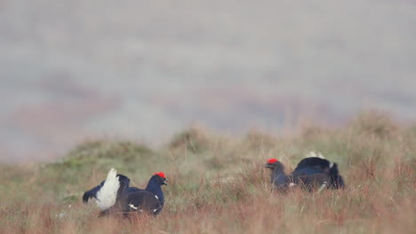 Male-Black-grouse-on-their-springtime-leking-ground-viciously-fighting-each-other,-showing-one-bird-plucking-the-feathers-out-of-it's-opponent's-breasts